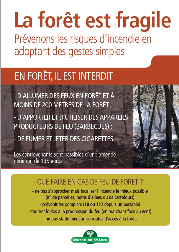 Canicule : La forêt est fragile, attention aux risques incendie ...